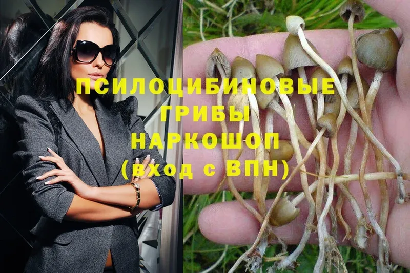 Псилоцибиновые грибы Psilocybe  Арск 